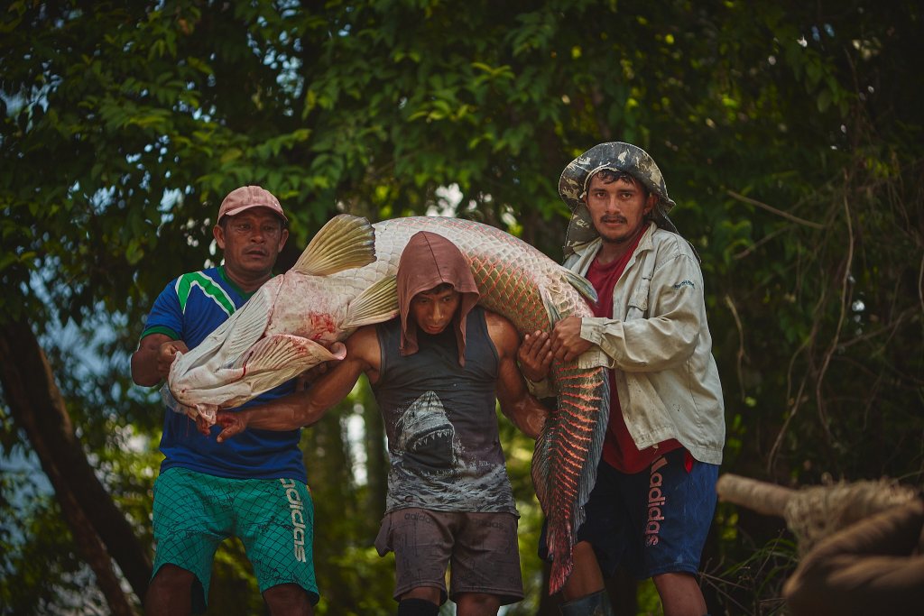 Clube de compras inédito incentiva venda sustentável de pirarucu manejado da&nbsp;Amazônia
