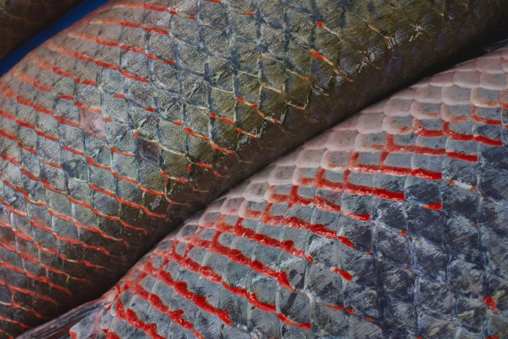 MMA, KfW e FAS lançam edital de R$ 70,2 milhões para criação de Núcleos de Desenvolvimento da Sociobioeconomia na&nbsp;Amazônia